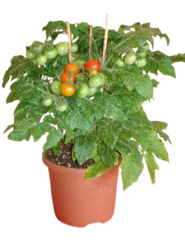 Tomates cerises (1...