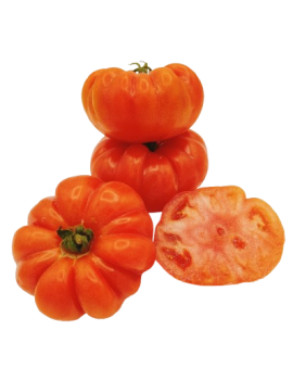 Tomate ancienne...