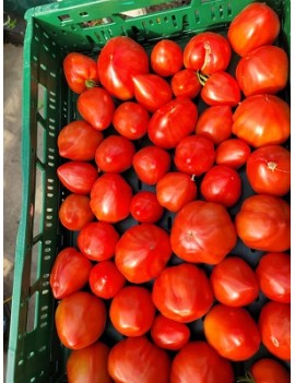 Coeur de Boeuf-tomaten...