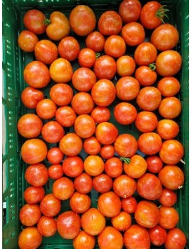 Tigarela-tomaten (5...