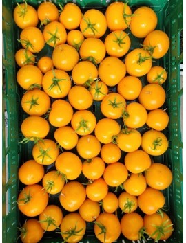 Tomate Bolzano (6 kg)...