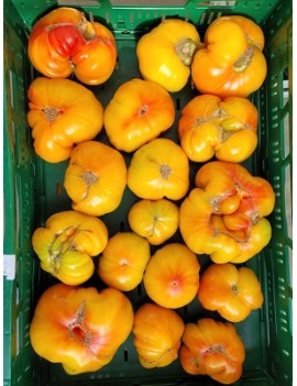 Tomate Ananas (7 kg) -...