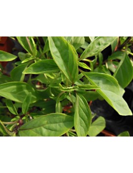 PRECO - Basilic thai...