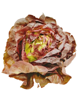 Laitue rouge (1 pc) -...