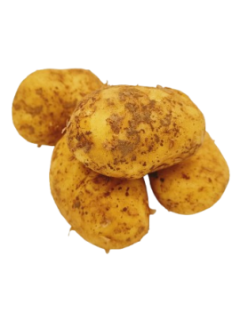 Pomme de terre à chair...