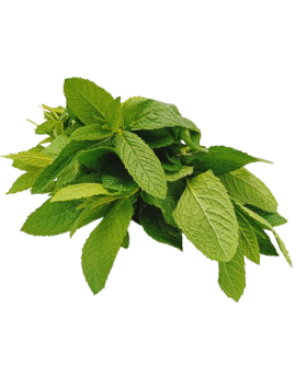 PRECO - Menthe fraiche...