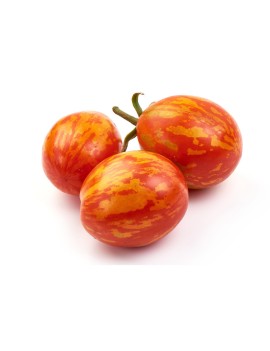 Tomates Red Zebra (5...