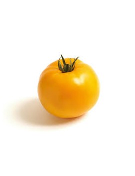 Gele tomates (5 kg) -...