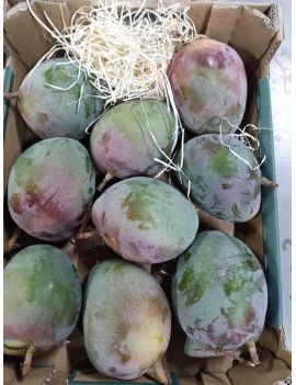 Kent mango kal. 7 (4...