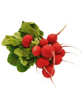 Radijs (1 bus) - cat....