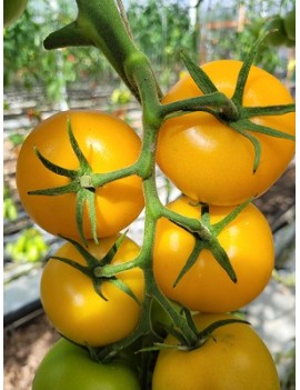 Tomate Bolzano (6 kg)...