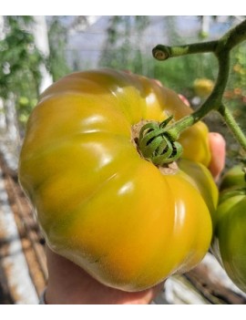 Tomate Ananas (7 kg) -...