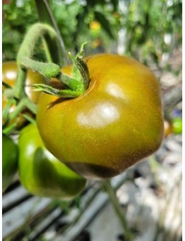 Tomate Noire de Crimée...