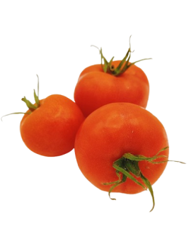 Ronde tomaat (10 kg) -...