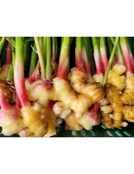 Gember uit de Ardennen...