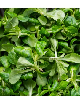 PRECO - Salade de blé...