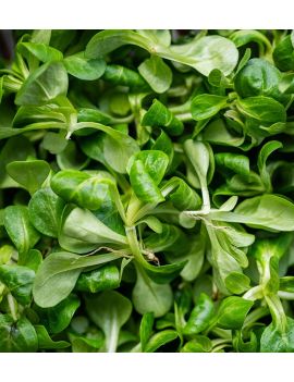 Salade de blé (1 kg) -...