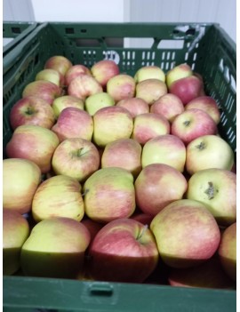 Pomme Delbare cal....