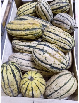 Courge Delicata (8 kg)...
