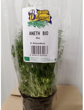 Dille in pot (1 st) -...