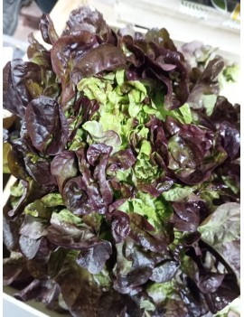 Salade feuille de...