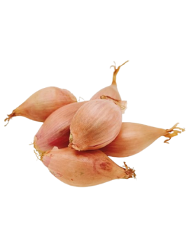 PRECO - Echalote (5...