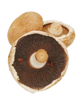 Portobello champignon...
