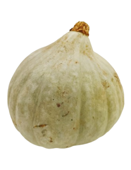 Courge Blue Ballet (12...