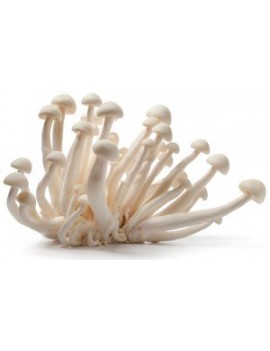 Beukenzwam champignon...