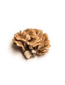 Maitaké champignon...