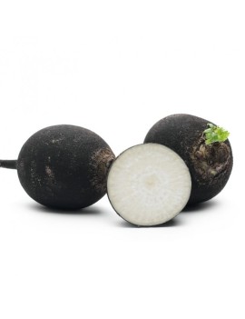 Radis noir (5 kg) -...