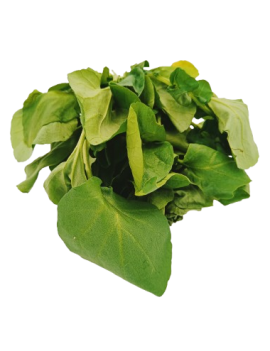 Waterkers (1 st) -...