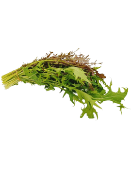 Mizuna bicolore (1...