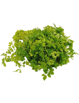 PRECO - Cerfeuil (1...