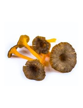 Champignon Chanterelle...