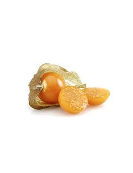 Physalis (1 st - 100...