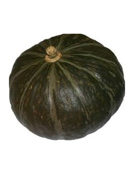 Potiron vert (12 kg) -...