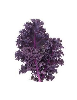 Chou Kale rouge (3 kg)...
