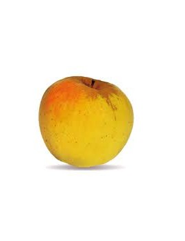 Pomme Opale Provence...