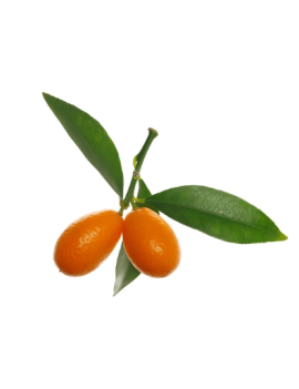 Kumquat met blad (2,5...