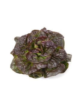 Rougette-salade (1 st)...