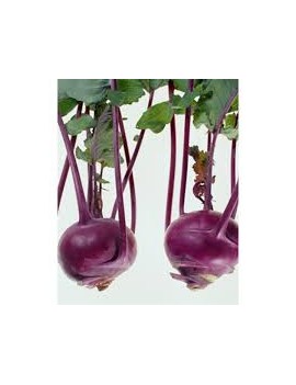 Rode koolrabi (1 st) -...