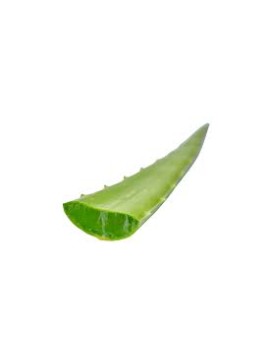 Aloe Vera (11 kg) -...