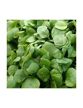 Pourpier (1 botte) -...