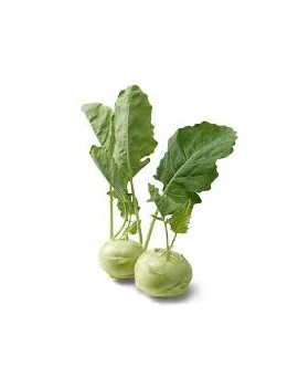 Chou rave vert (1 pc)...