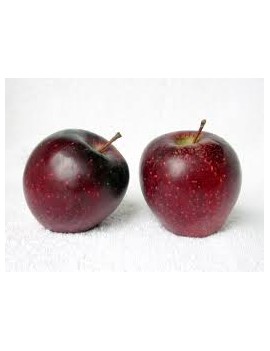 Pomme Wilton Star cal...