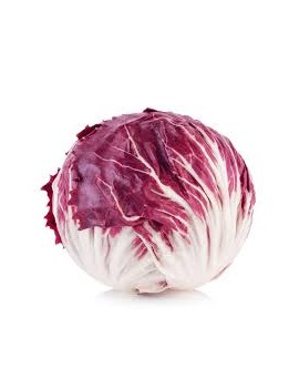 Radicchio-sla (1 st) -...