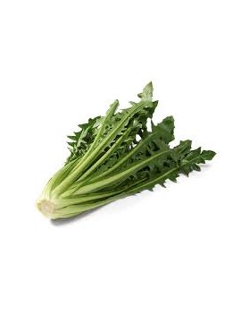 Cichorei uit Catalonië...