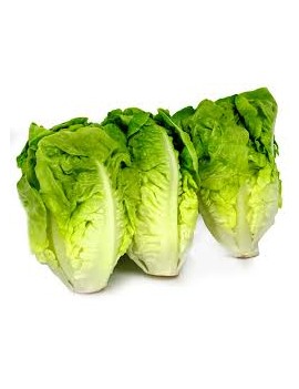 Sucrinesalade (1 st -...