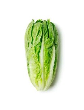 Romaine sla (1 st) -...